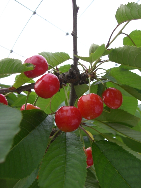 �T�N�����{�@������