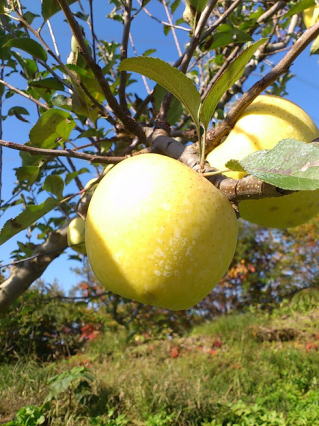 �V�i�m�S�[���h