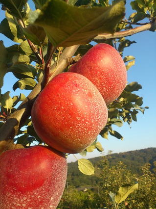 �V�i�m�X�C�[�g