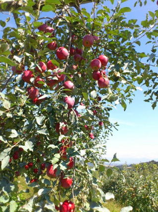 �����S�@�g��