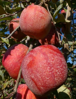 ��񂲁@�T���ӂ�