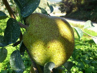 ���E�t�����X