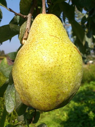 �V���o�[�x��