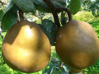 �L���P�C�@���E�t�����X