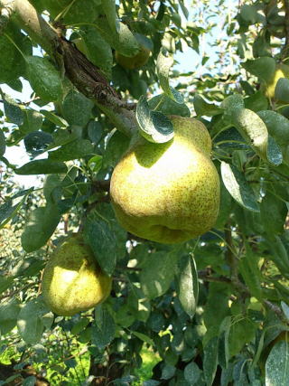 ���戵�����E�t�����X�Љ�y�[�W