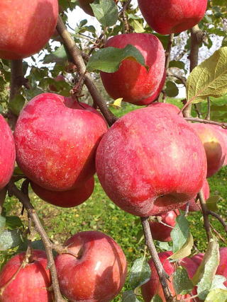 ���戵�������S�Љ�y�[�W