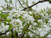 �T���ӂ��̔��ƌ��R