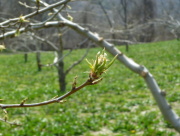 ����̔��Ɨt�R