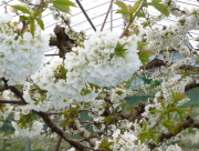 ���E�t�����X�̖؂̉�