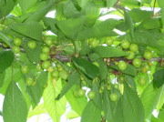 �����S�̉�