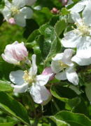 �ʎ����ē��@�����S�̖؁@�t