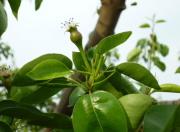 �T�N�����{�̎�