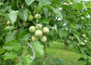 �F�Â��͂��߂��T�N�����{�̎�