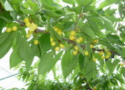 �T�N�����{�̖؂̎}