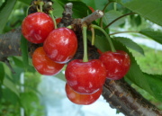 ���n���߂Â��T�N�����{