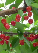 �ʎ����ē��@�T�N�����{�̖؁@��