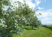 ���n���O�̃T�N�����{