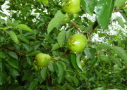 �����S�̎�