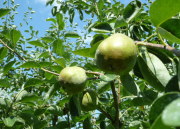 ���E�t�����X�̎�