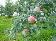 ���E�t�����X�̖�