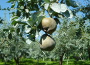 ���E�t�����X�̎�