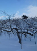 �ʎ����ē��@�����S�̖؁@�~