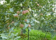 �F�Â��n�߂�@�����̋G��