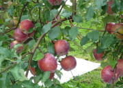 �Ԃ��Ȃ����g��