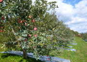 �T���ӂ��̖؂Ɛ�