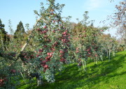 ���n�ԋ߂Q�T���ӂ��̔�