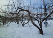 �Ⴈ�낵�̌ド��t�����X�̖�