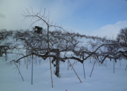 �T���ӂ��̔��Ɛ�