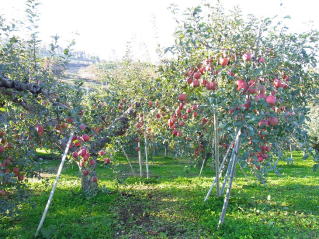 ���i�T���ӂ�