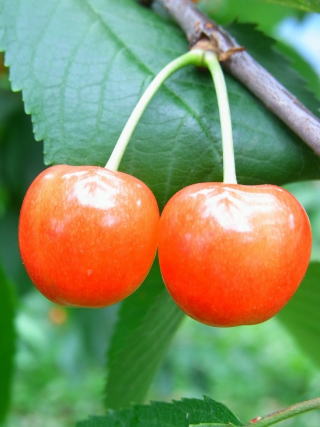 ���戵���T�N�����{�Љ�y�[�W